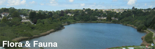 Swanpool, nature, reserve, swanpool nature reserve, swanpool, falmouth, cornwall, swans, lake falmouth, wildlife, local, swanpool beach, trembling sea mat, swanpool management forum.