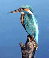 Flora and Fauna, Swanpool local nature reserve, Swanpool, Falmouth, Cornwall