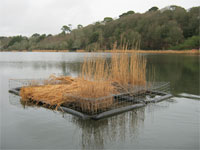 Gallery, Swanpool, nature, reserve, swanpool nature reserve, swanpool, falmouth, cornwall, swans, lake falmouth, wildlife, local, swanpool beach, trembling sea mat.