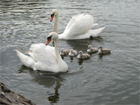 Gallery, Swanpool, nature, reserve, swanpool nature reserve, swanpool, falmouth, cornwall, swans, lake falmouth, wildlife, local, swanpool beach, trembling sea mat.