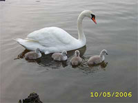 Gallery, Swanpool, nature, reserve, swanpool nature reserve, swanpool, falmouth, cornwall, swans, lake falmouth, wildlife, local, swanpool beach, trembling sea mat.